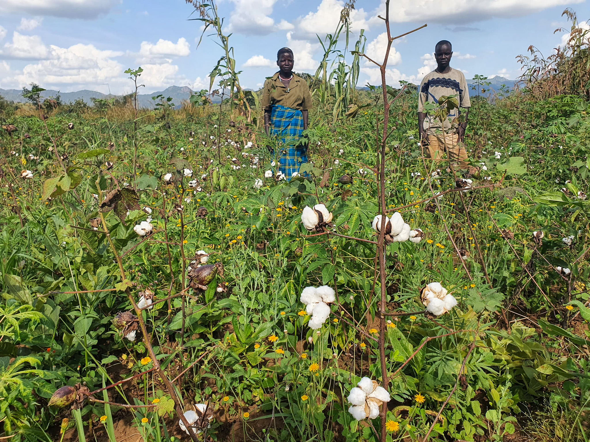 Farmers posing in the cotton fields