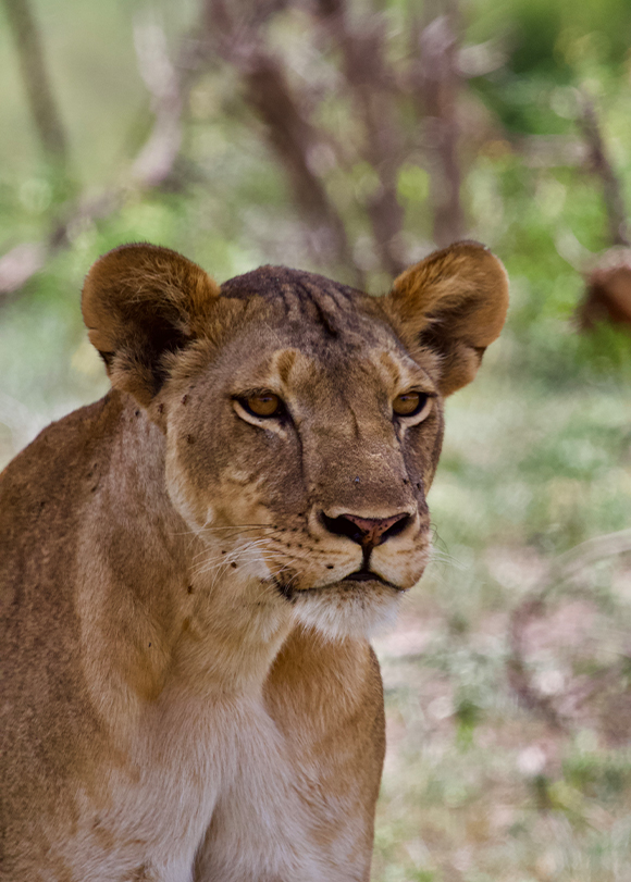 Close-up of a lion's face