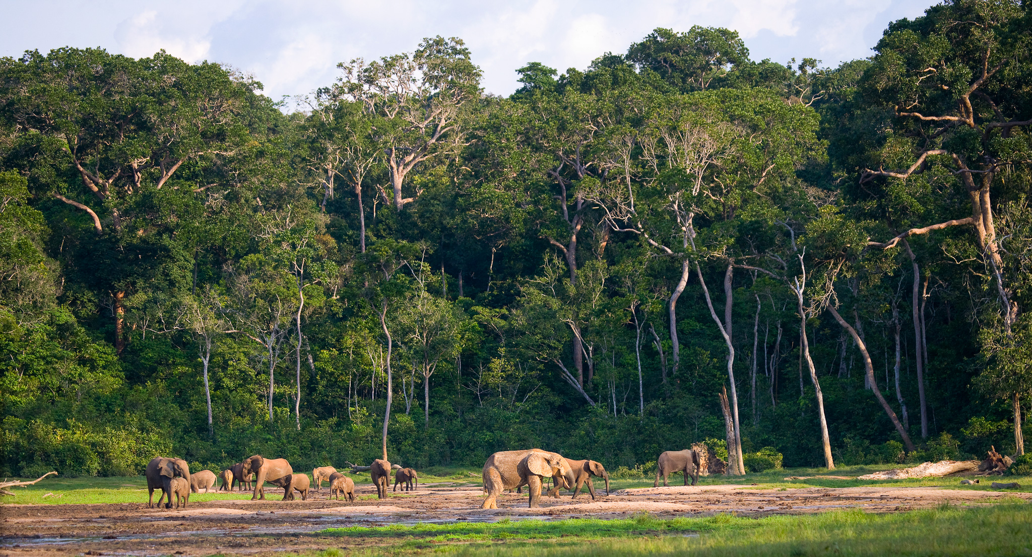 Group of African forest elephants in the forest edge in Central African Republic
