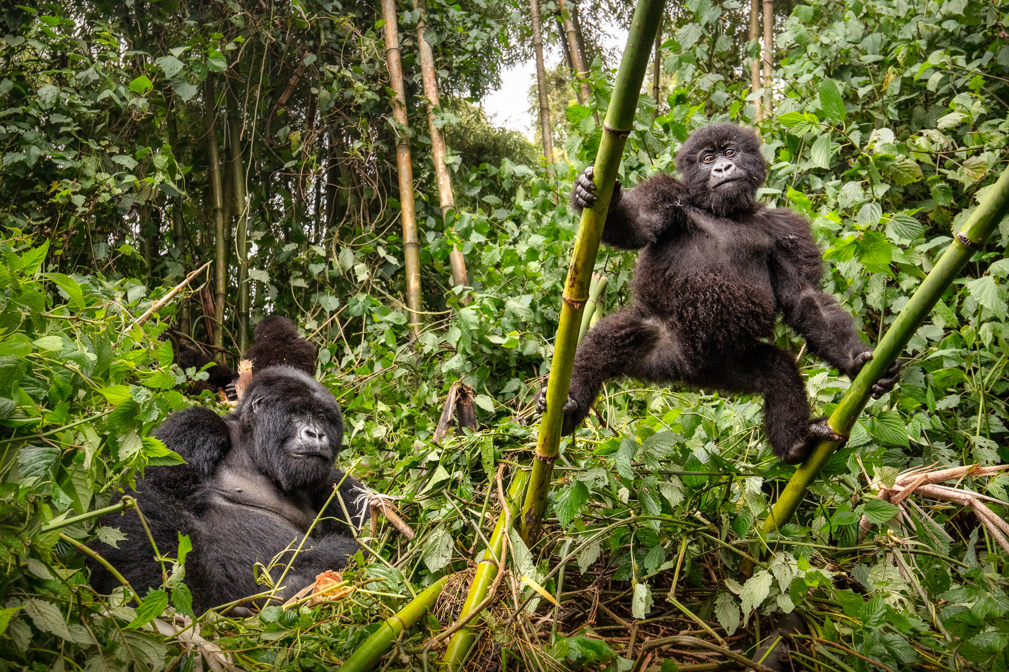 Gorilla mother and baby in Volcanoes National Park, Rwanda