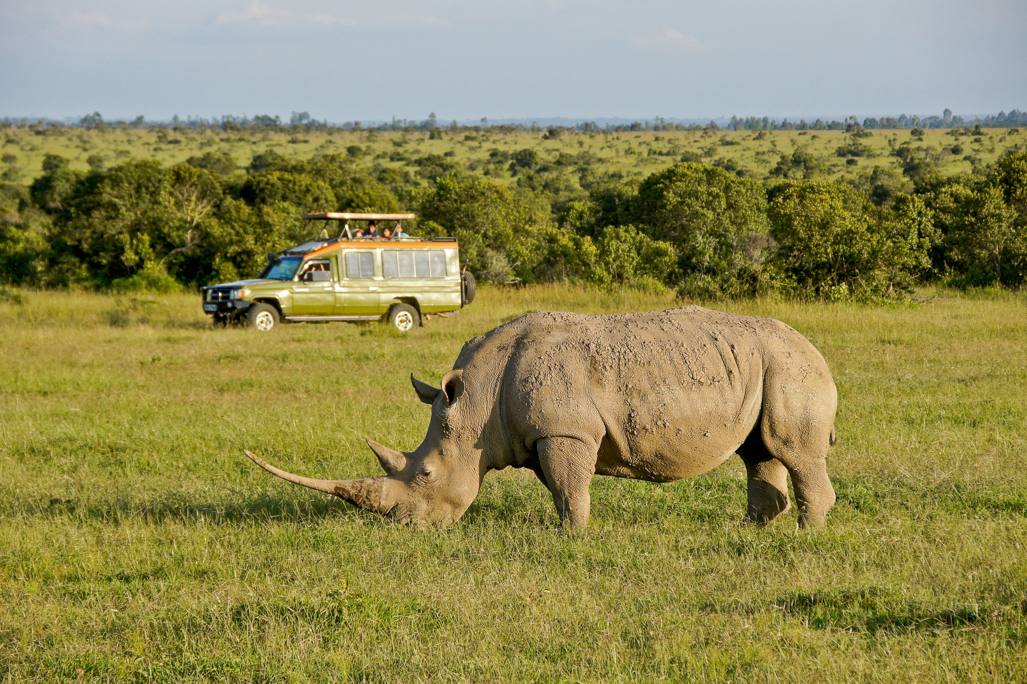 Tourists in safari vehicle view white rhinoceros grazing at Ol Pejeta Conservancy, Kenya