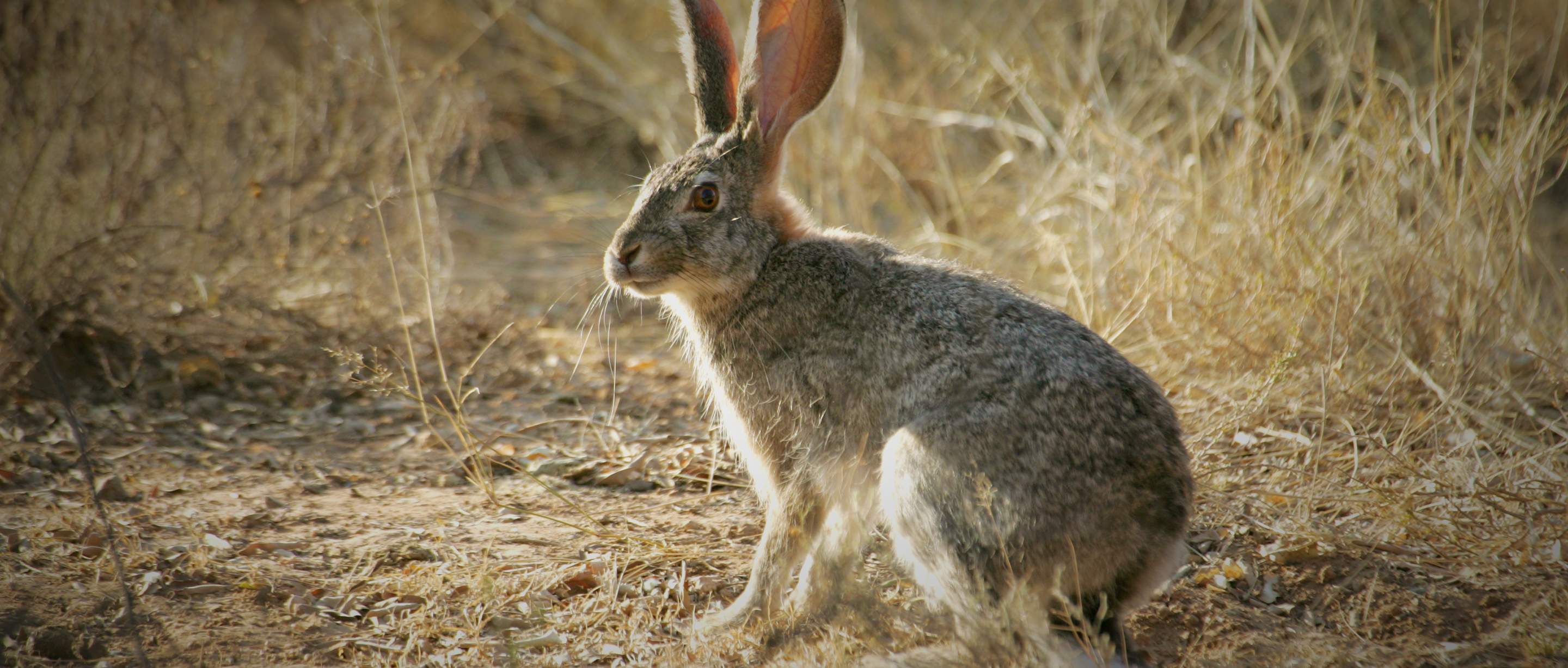 African Hare