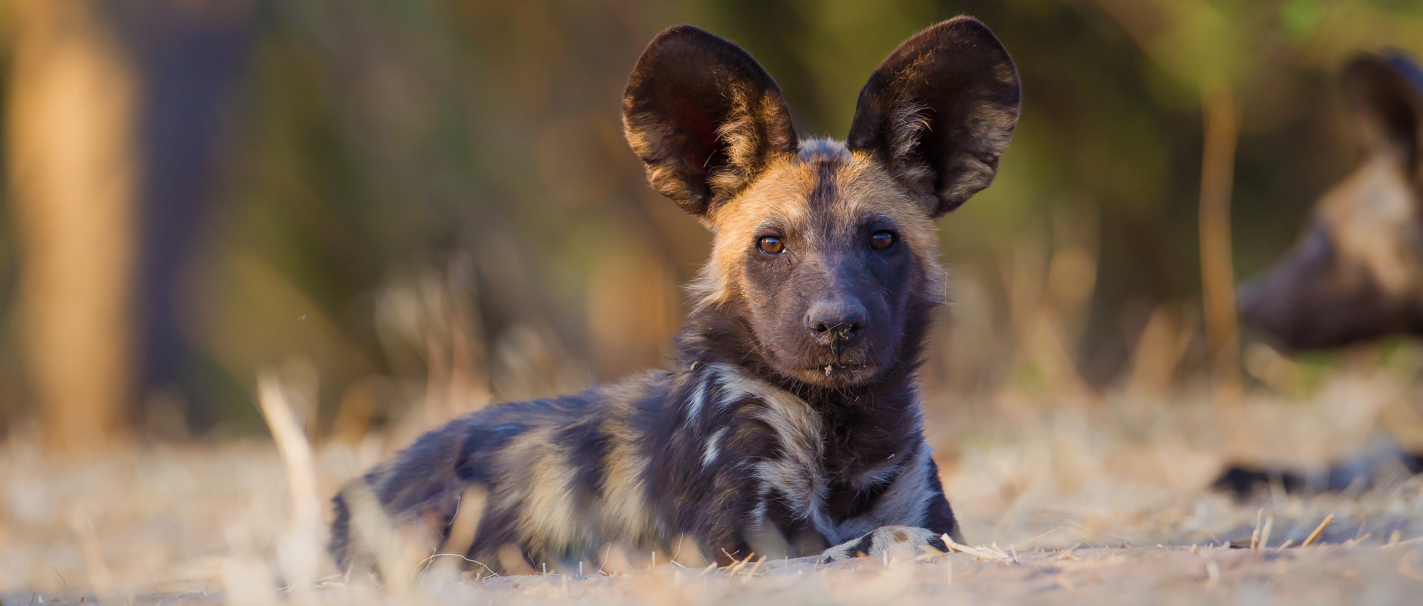 african wild dog pups fighting