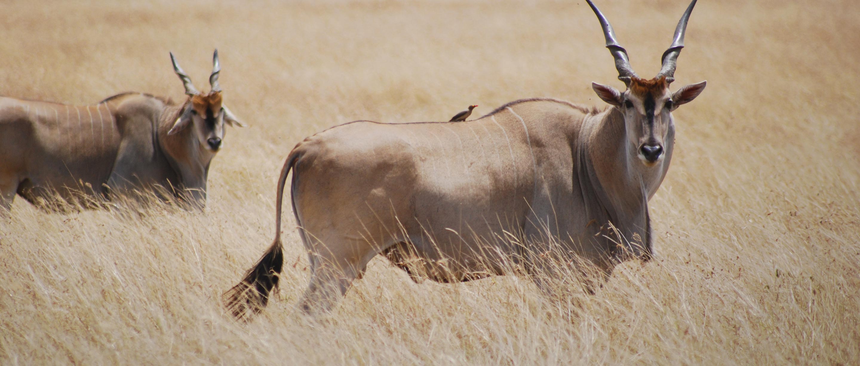 african antelope species