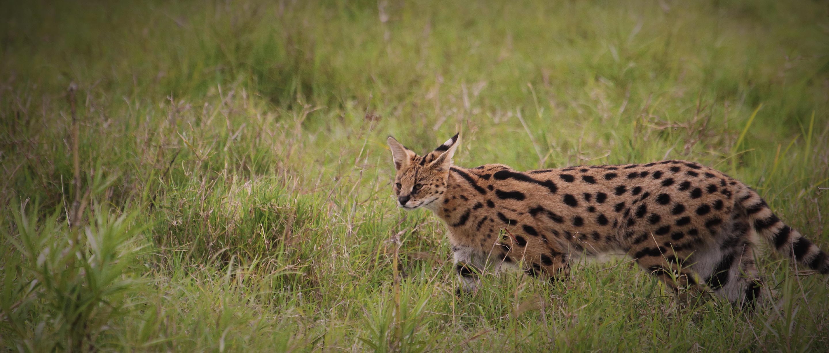 african serval cat attacks
