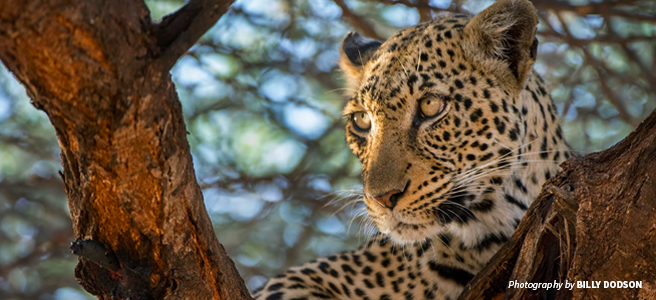 Photo of African leopard sitting in tree