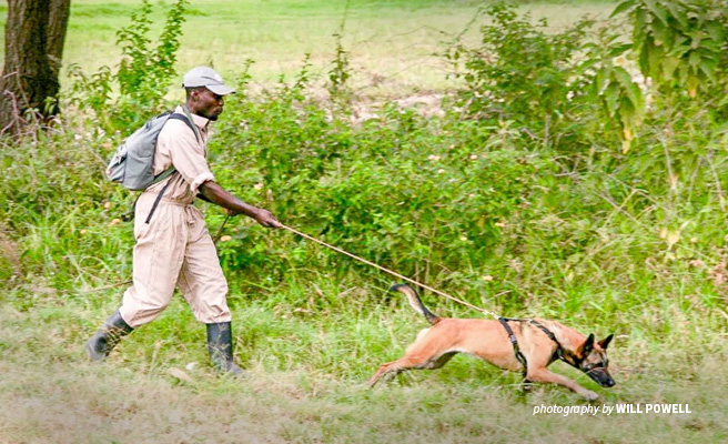 Photo of AWF-trained Tanzania National Parks Authority tracker dog and handler unit