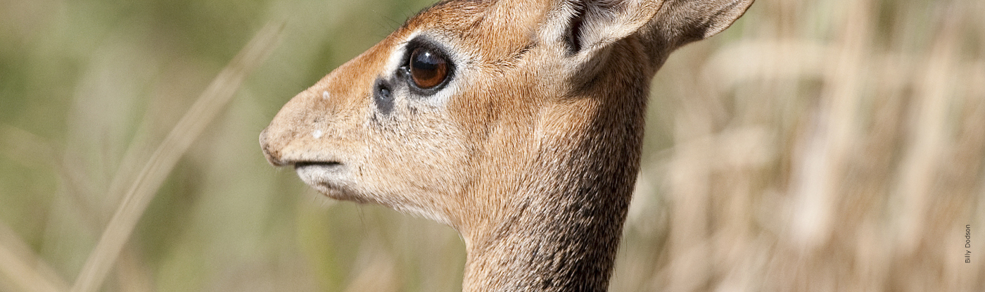 Dik-dik - African Deer Like Animals