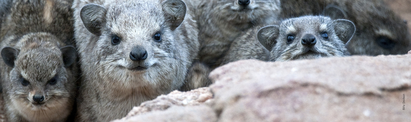 Hyrax | African Wildlife Foundation