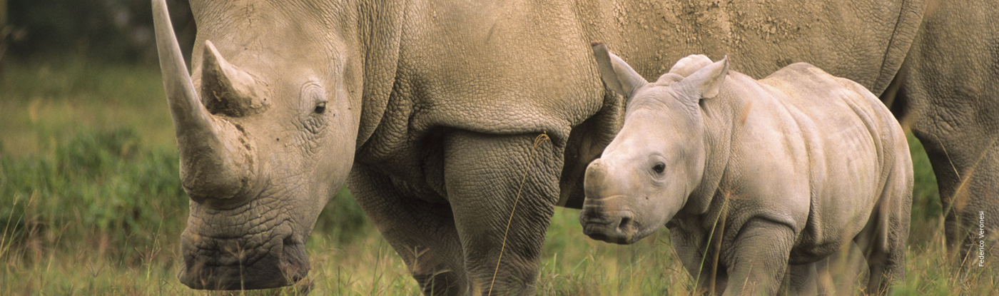 Rhinoceros | African Wildlife Foundation