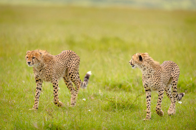 Cheetahs The Worlds Fastest Land Animal Awf