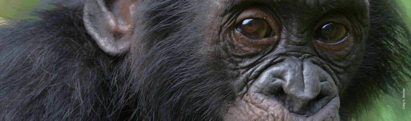 Bonobo | African Wildlife Foundation