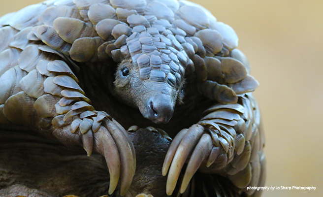 Chinese authorities seize large shipment of pangolin scales Pangolin