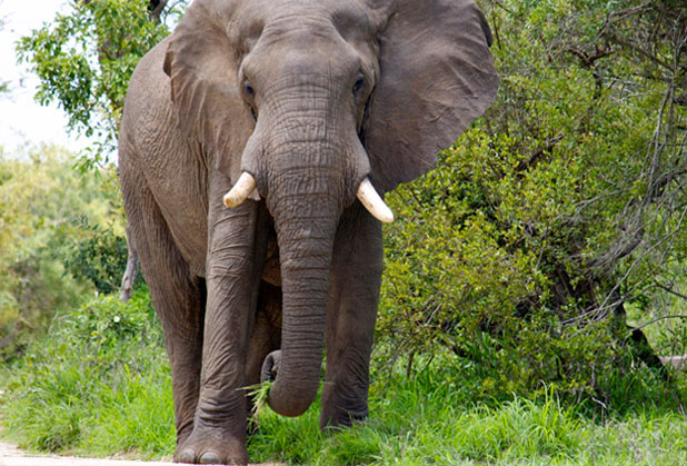 South Africa’s Kruger National Park Records its First Elephant Ivory