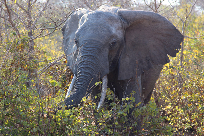 Ivory Traffickers in Zambia Jailed 5 Years | African Wildlife Foundation