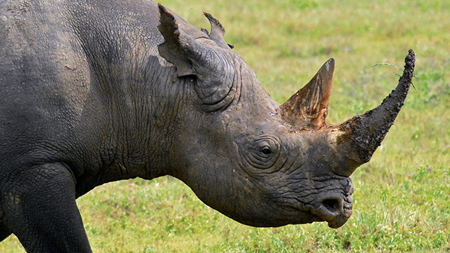 AWF CEO comments on U.S. government’s indictment of rhino horn ...