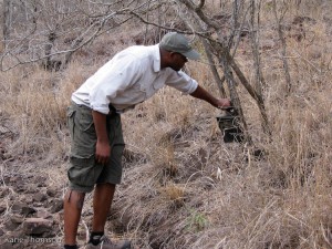 Checking the camera trap for leopard photos... without luck this time.