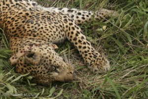 The leopard waking up with his new tracking collar.