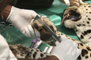 Taking measurements, assessing status, and putting on the tracking collar.