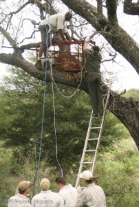 Carefully lowering the captured leopard from the tree.