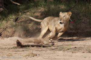 Seconds after Dr. Chege fired the dart perfectly into his shoulder, Lguret leaped up, wheeled around to see what stung him. You can see the pink plume from the end of the dart.