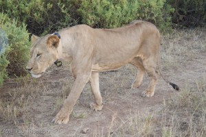 The lion, after waking up, showed off his new research collar, then promptly headed to the bushes to take a nap.