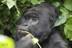 The silverback Humba in Virunga National Park.