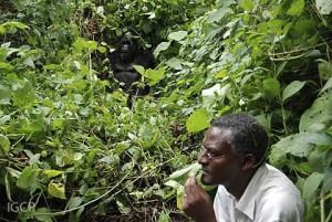 I stimulate eating some vegetation to calm Humba.