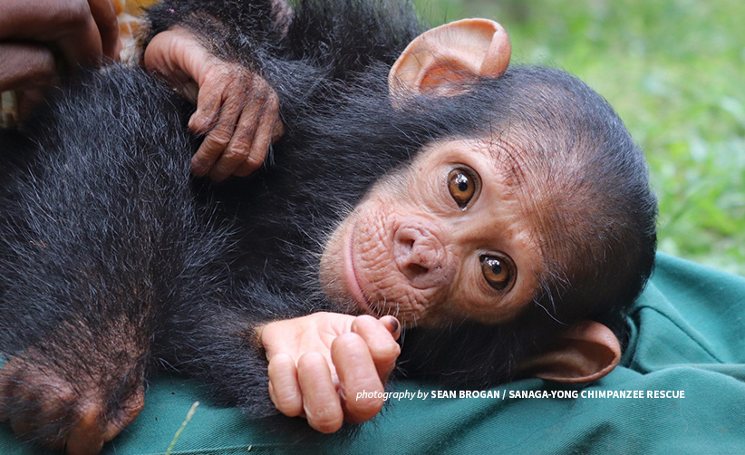 Scherm dam bubbel Kidnapped baby chimp rescued from the illegal pet trade | African Wildlife  Foundation
