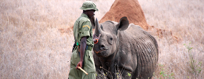 Photo of community ranger protection African rhino in savanna landscape