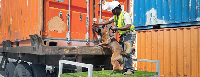 Photo of AWF-trained wildlife contraband detection snigger dog and handler inspecting container at seaport