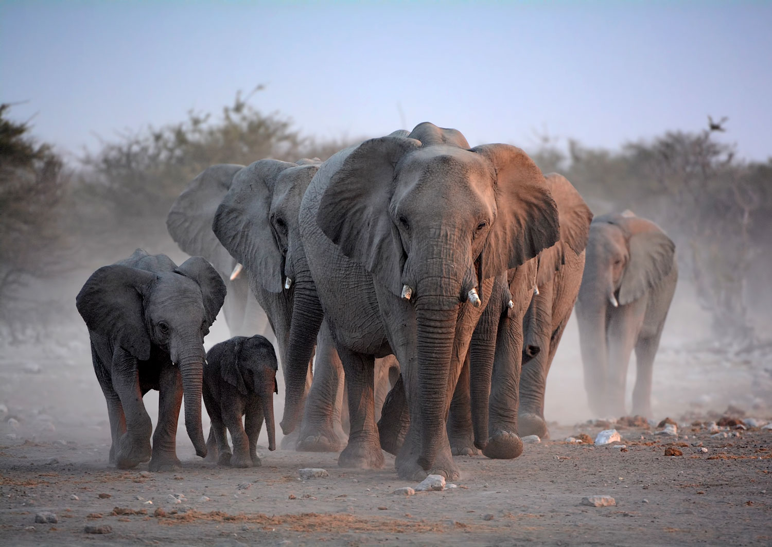 AWF lauds China for officially closing its domestic ivory market ...