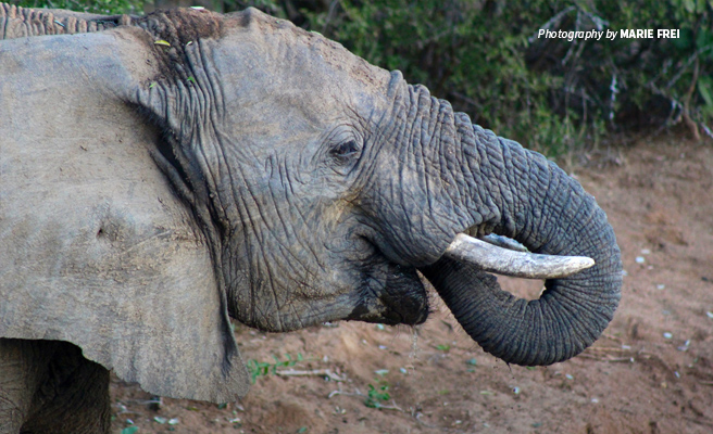 Going tuskless: A brutal outcome of poaching African elephants for