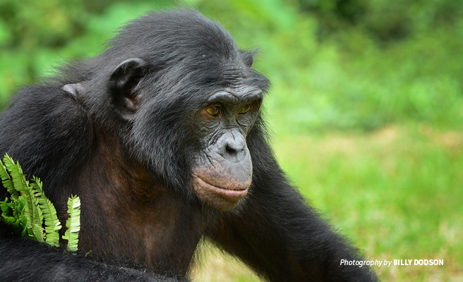 The endangered bonobo: Africa's forgotten ape