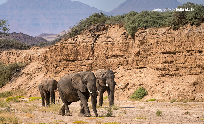 Rare desert elephants survive Namibia’s harshest drylands | African