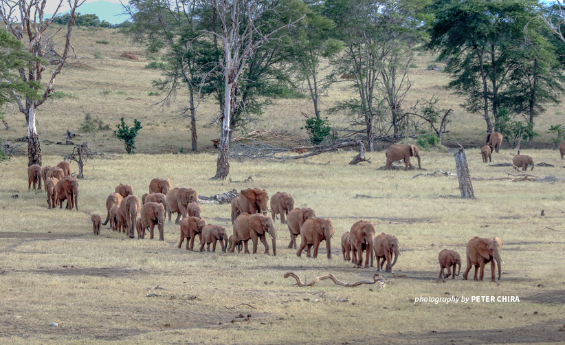 Communities Kenya and Tanzania to save wildlife | African Foundation