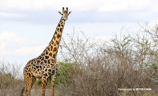 Photo of lone Maasai giraffe in Tsavo savanna grassland in Kenya