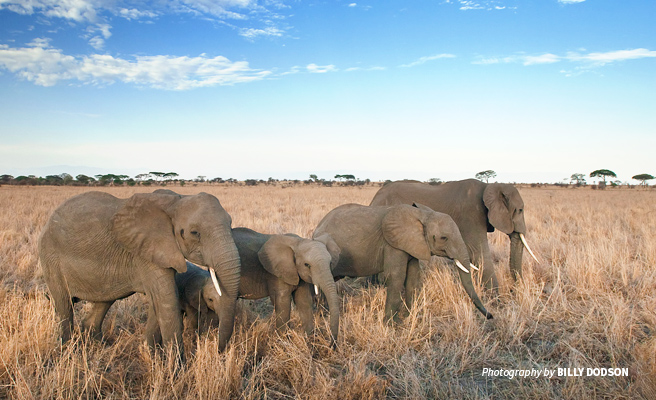 Elephants are the pillars of Africa’s ecosystems and they need our support