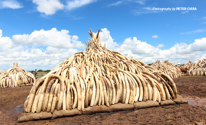 japan-s-legal-ivory-markets-are-fueling-the-international-ivory-trade