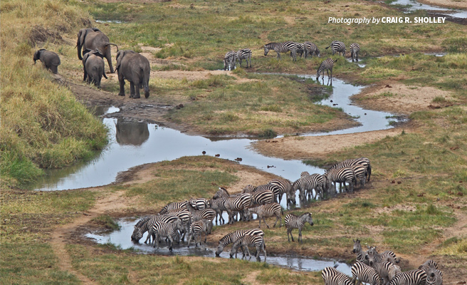 Elephants are the pillars of Africa’s ecosystems and they need our support