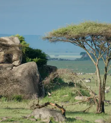 Maasai Steppe landscape