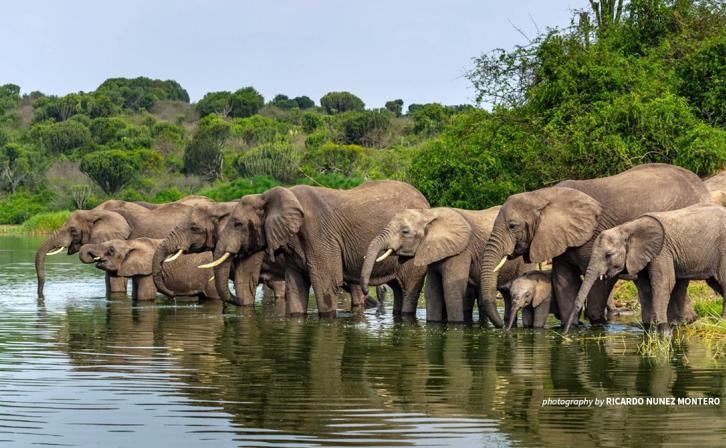 Photo of an elephant herd in Uganda