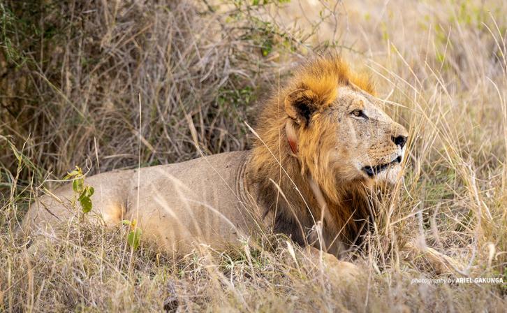 Photo of adult lion with satellite collar in LUMO Conservancy