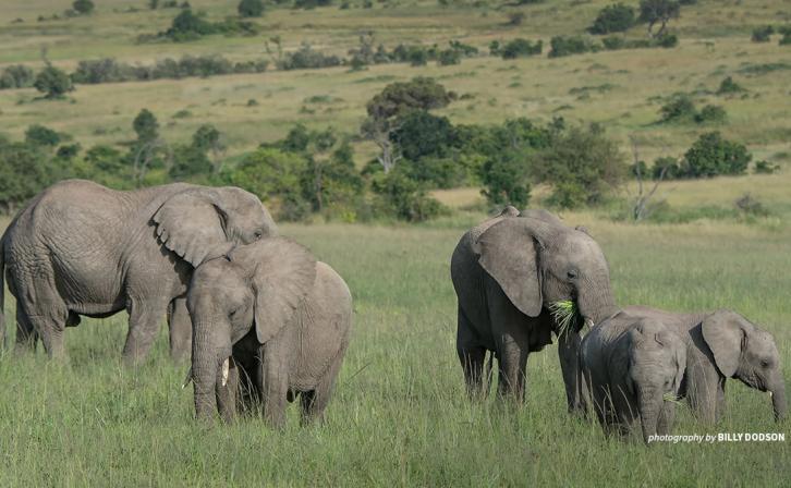 Photo of African savanna elephant herd in Africa