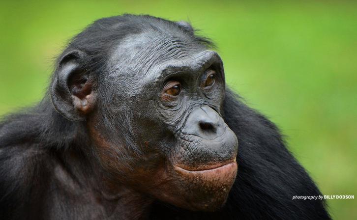 Close-up photo of bonobo