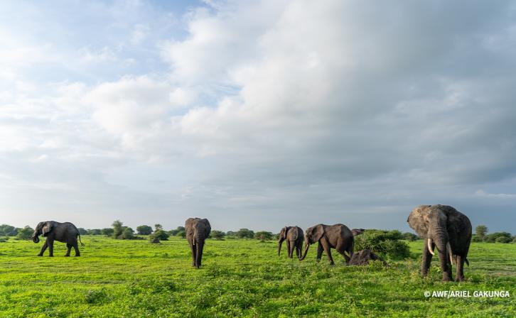 Wide landscape shot of elephants in a green field.