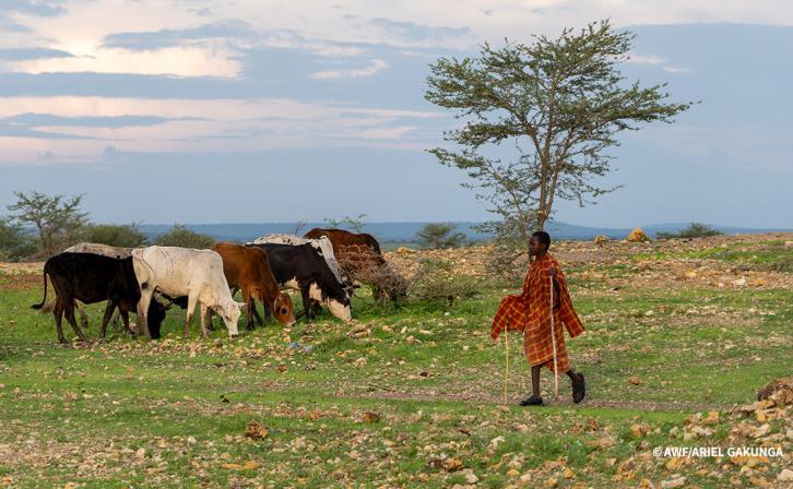 A herder stands next to livestock.