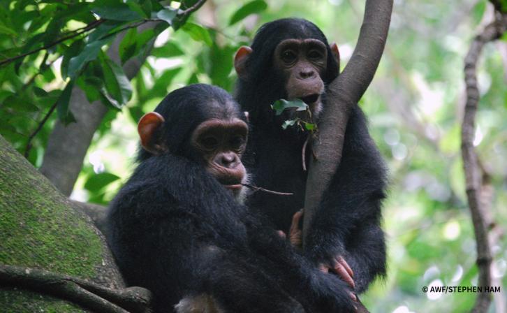 Chimpanzees in a tree.
