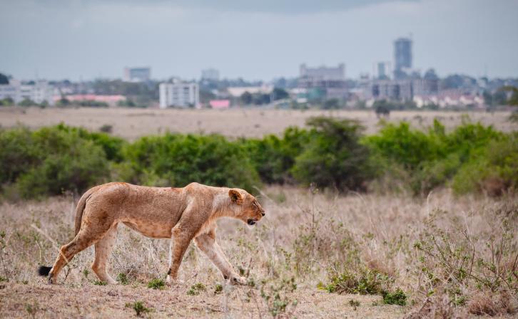 Lioness walking through Nairobi National Park