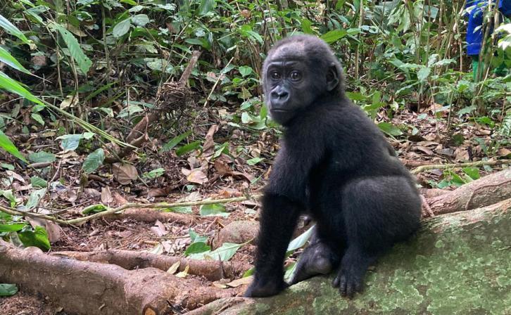 Rescued Gorilla, Dja